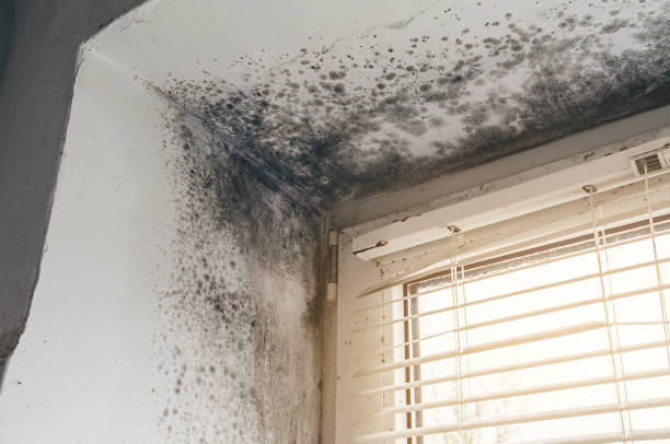 Affordable Attic Mold Remediation solutions in Paris, KY