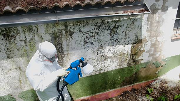 Top rated local Attic Mold Remediation specialists in Paris, KY